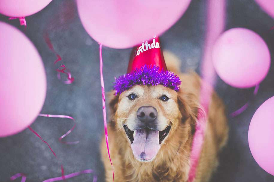 golden retriever five Jessica Trinh