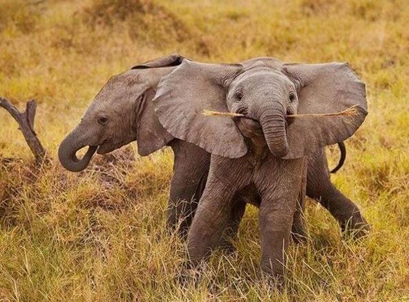 Cuddly young animal resting