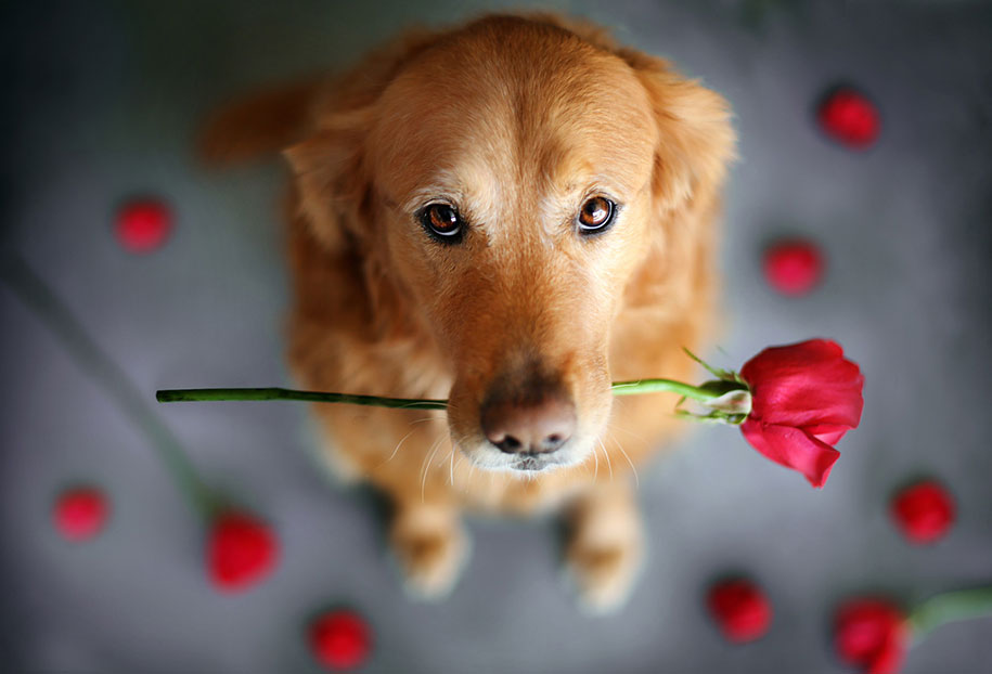 golden retriever sixteen Jessica Trinh