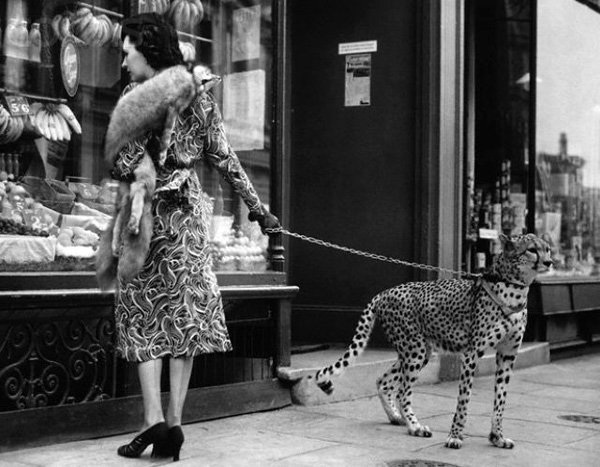 Curious vintage animal photo