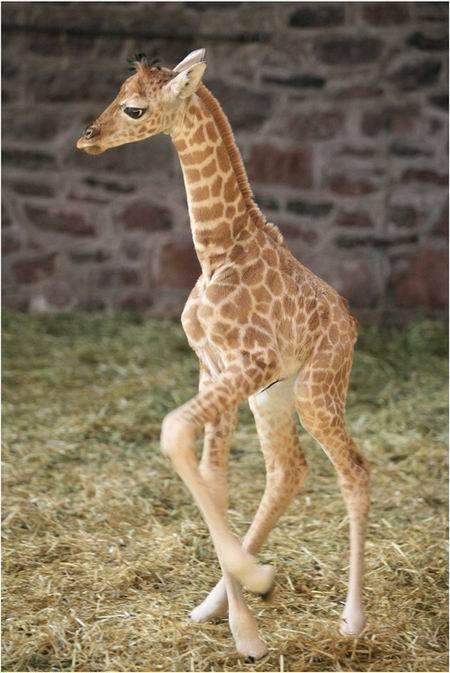 Adorable baby animal portrait