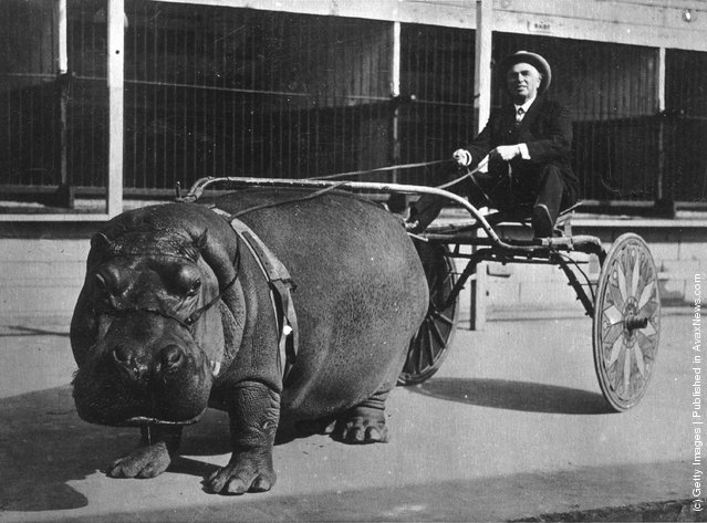 Vintage animal photograph with a humorous staged moment