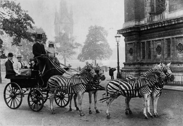 Archival animal photograph