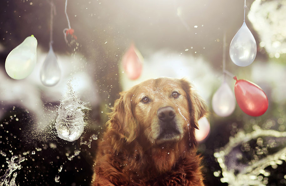 golden retriever eight Jessica Trinh