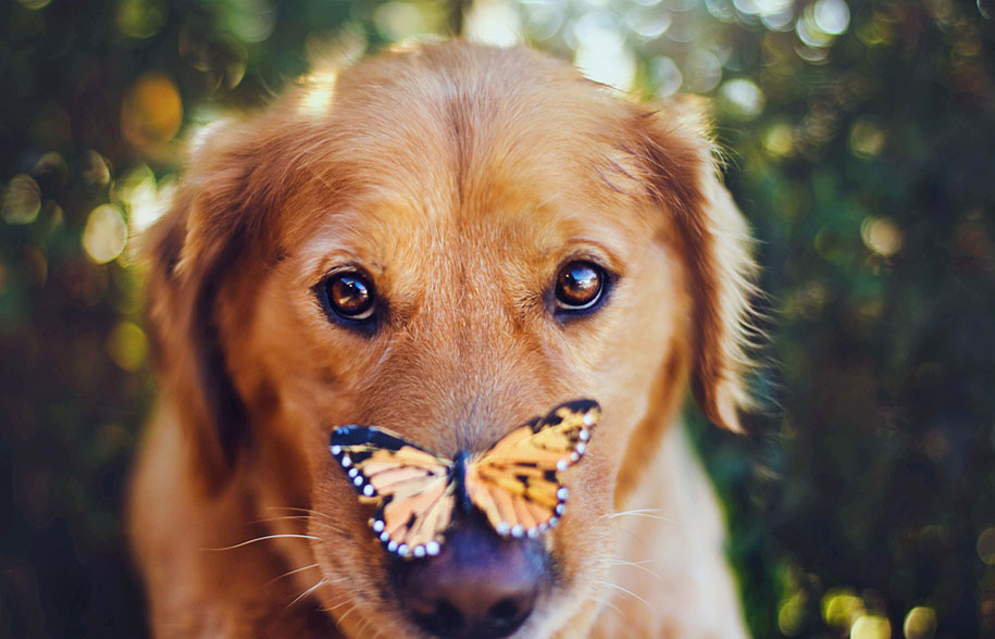 golden retriever thirteen Jessica Trinh