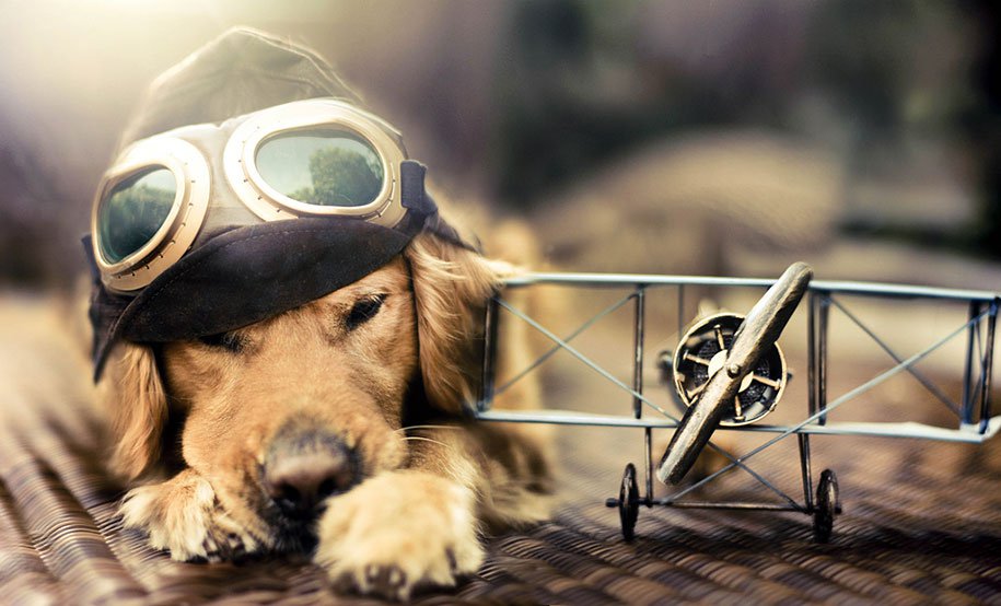 golden retriever nine Jessica Trinh