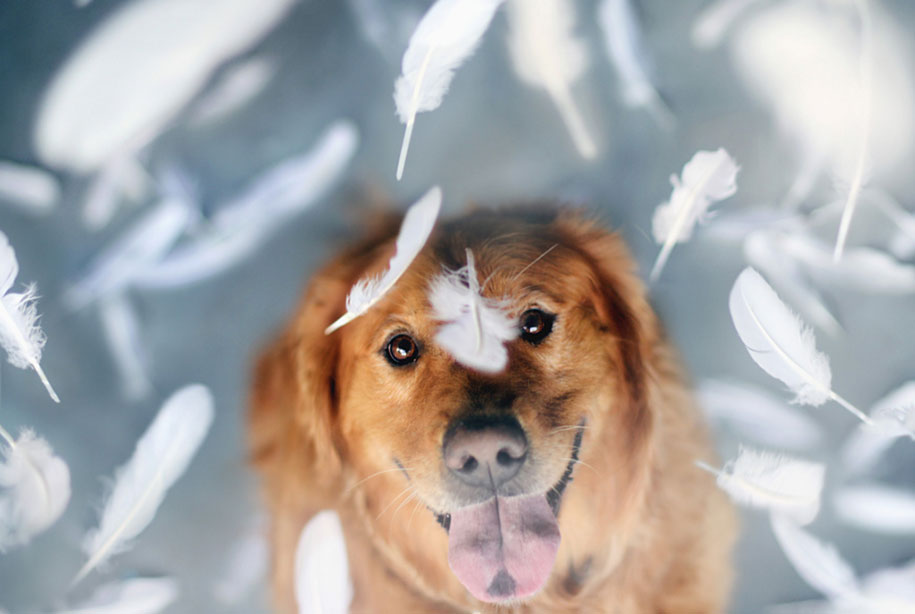 golden retriever eleven Jessica Trinh