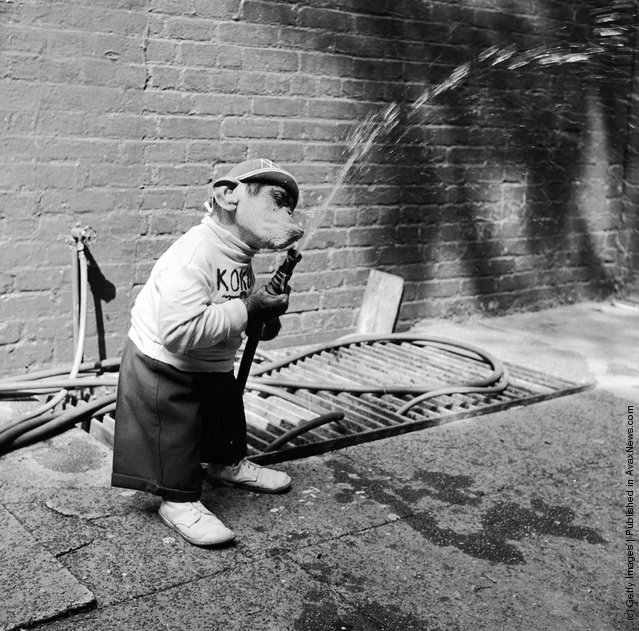 Vintage photograph of an animal and human pairing