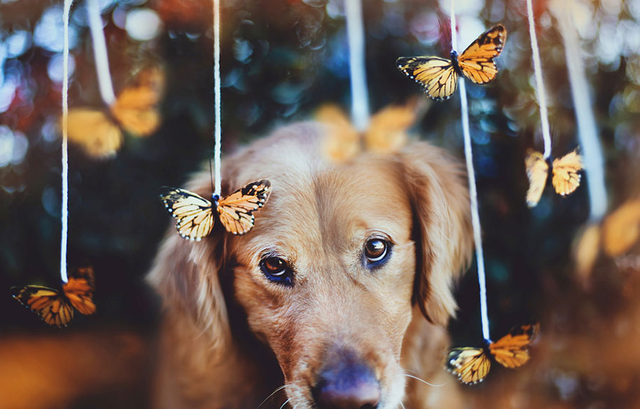golden retriever one Jessica Trinh