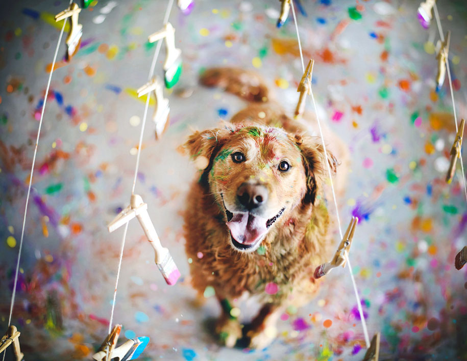 golden retriever fifteen Jessica Trinh