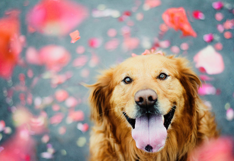 golden retriever four Jessica Trinh
