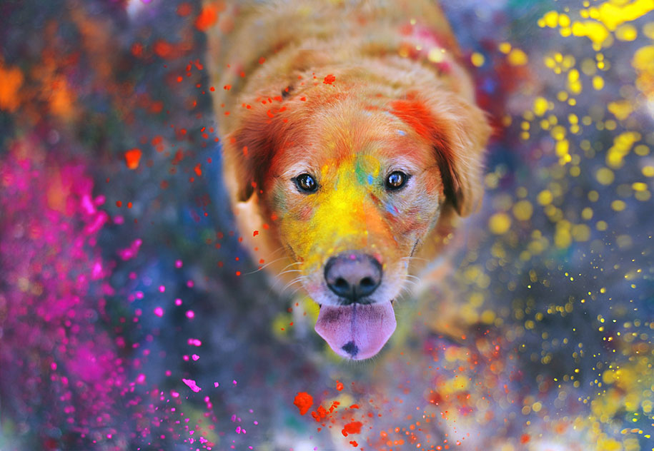 golden retriever seven Jessica Trinh