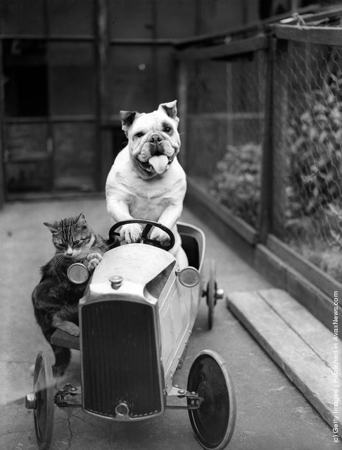 Final vintage animal photograph in the set