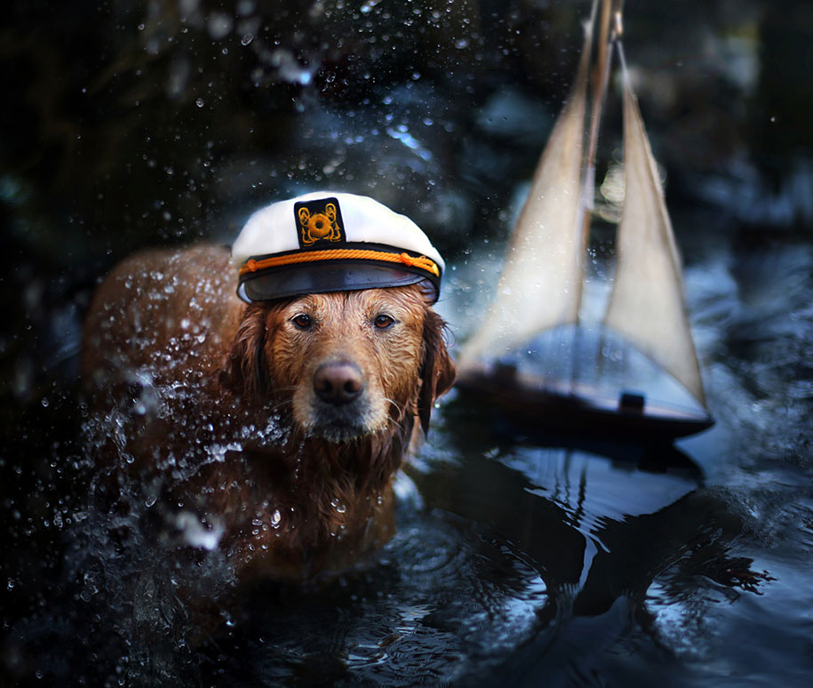 golden retriever twelve Jessica Trinh