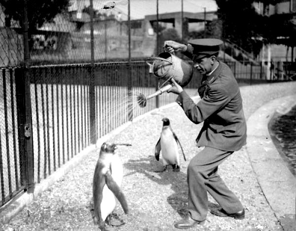 Vintage photograph with an unexpected animal moment