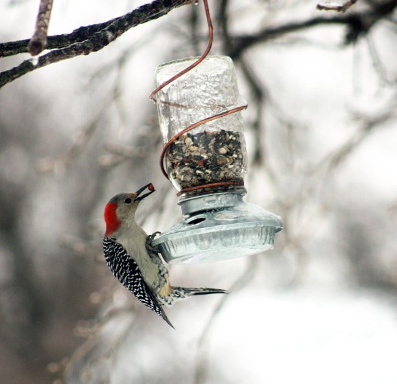 bird-feeder-ideas02