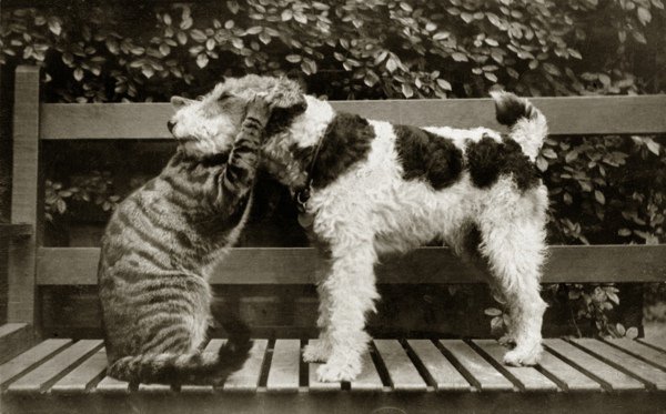 Vintage black-and-white photograph involving animals