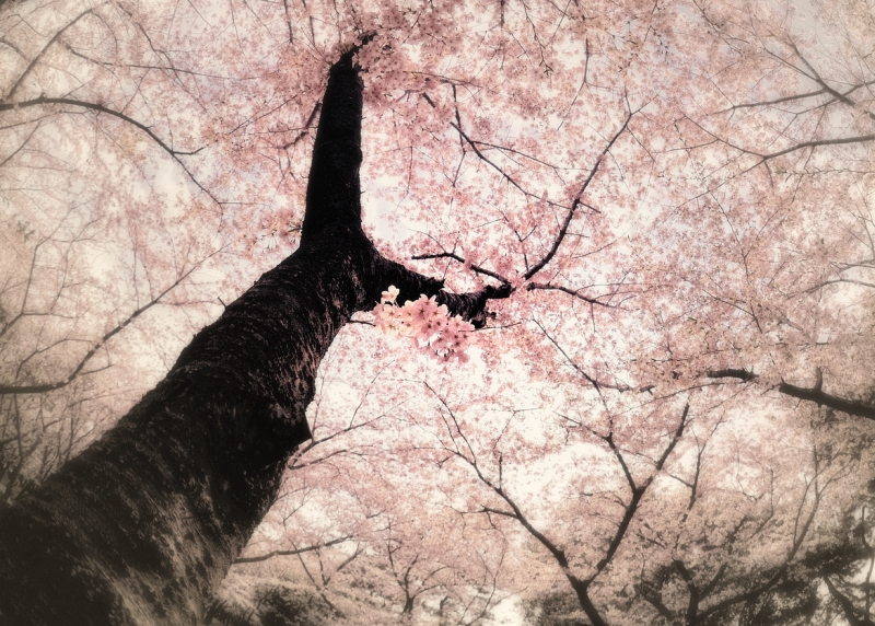 Sakura scene by Y2 Hiro