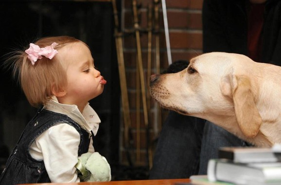 Toddler leaning in to kiss a yellow Labrador