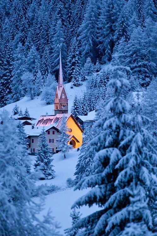 Snow Forest, The Dolomites, Italy