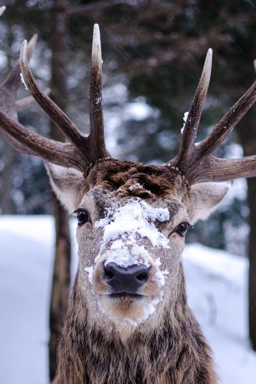 animals winter26