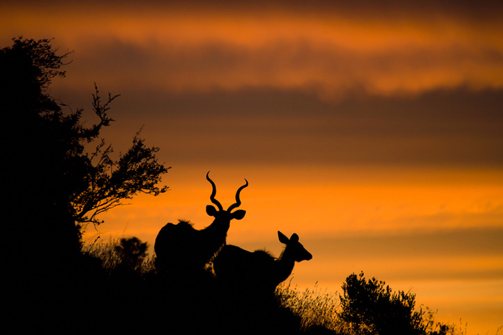 Animal silhouette photograph by Mario Moreno