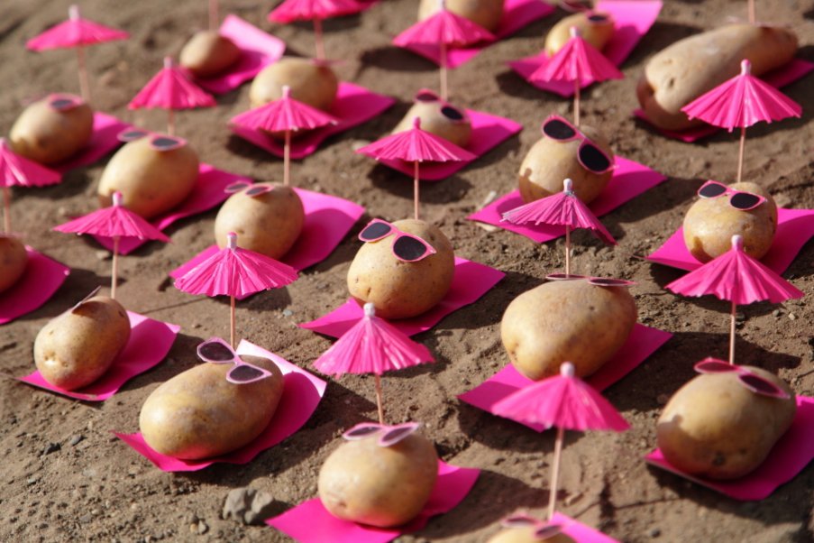 Sunglasses-wearing vegetables arranged as characters
