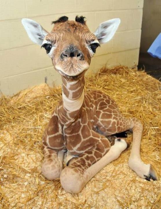 Baby giraffe calf sitting on straw