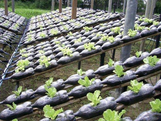 Garden bottles arrangement