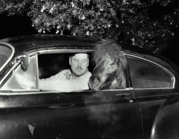 Humorous vintage animal photograph