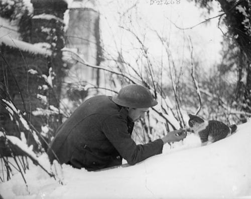 war-animals21