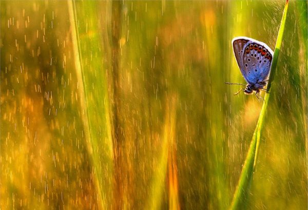 Colorful macro nature photograph by Magdalena Wasiczek