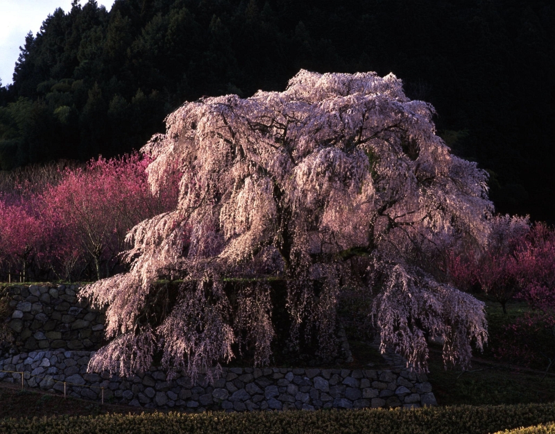 Sakura photograph by Kazumi Yokoyama
