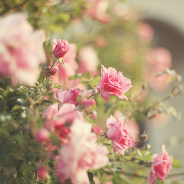 Romantic floral frame by Liz Rusby