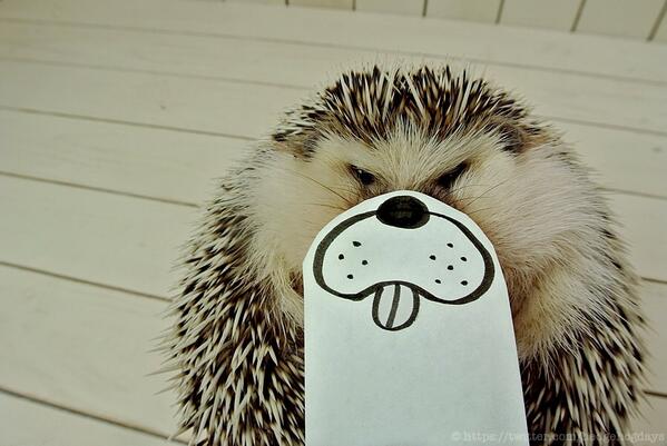 Marutaro hedgehog calendar style photo