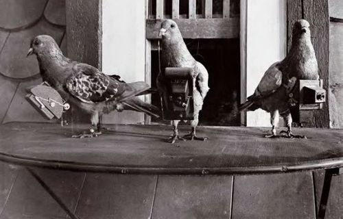 war-animals22