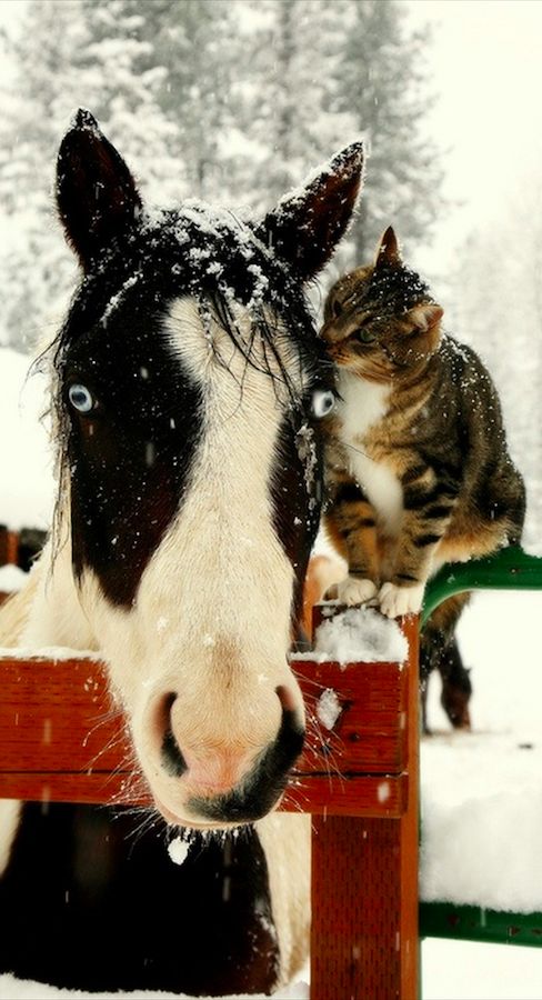 animals winter08