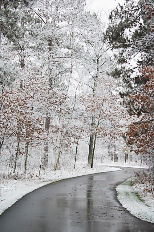 Winter path or trees