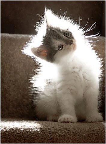 Backlit fluffy kitten on carpeted stairs