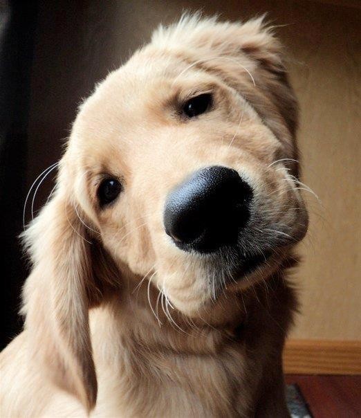 Adorable animal photo from the Irresistable Adorables 2 set