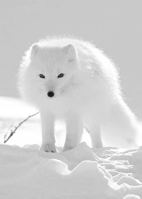animals winter25