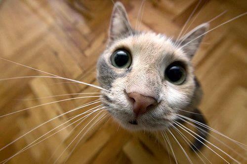 Wide-angle close-up of a curious cat face