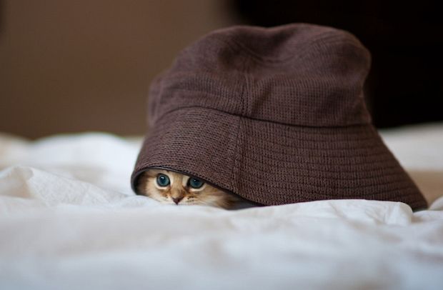 Daisy peeking from a soft fabric or household nook