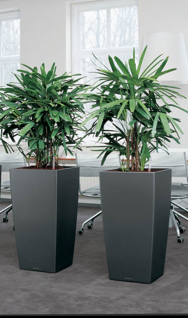 Tall indoor plant in a decorative planter