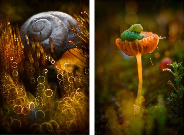 Garden macro scene by Magdalena Wasiczek