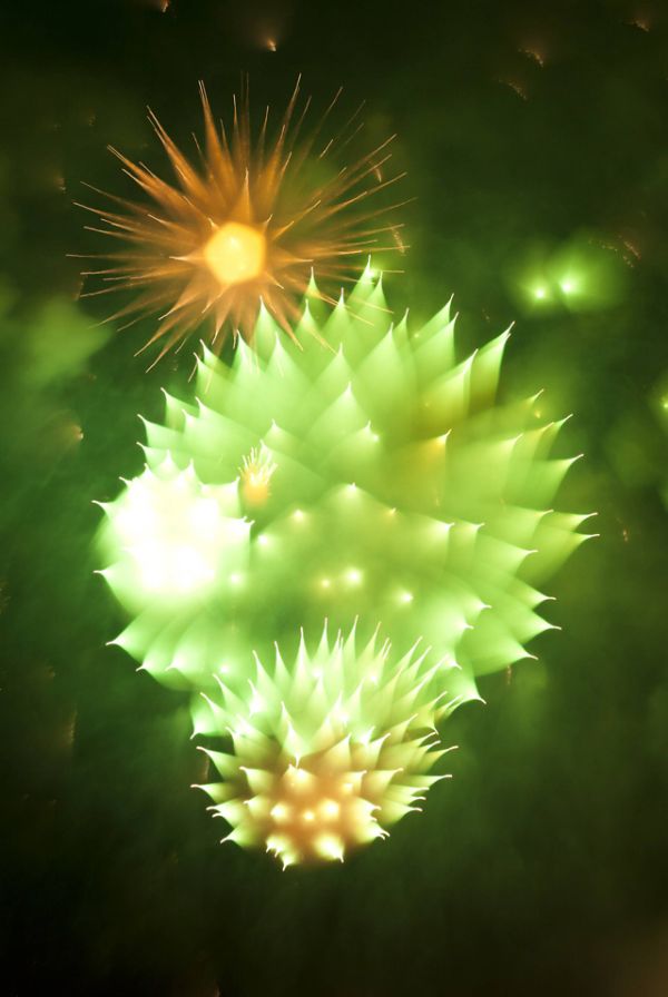 Tall firework form with fruit-like body and pointed filaments