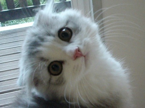 Adorable animal photo from Irresistable Adorables 3