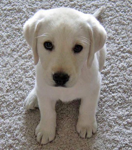 Cream Labrador puppy looking up at the camera