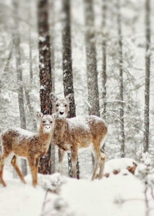 animals winter24