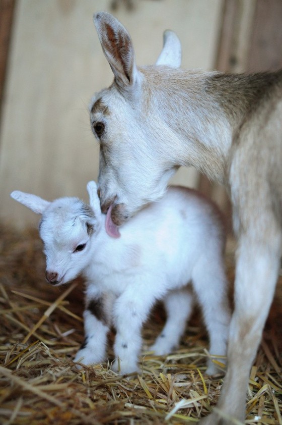 Mother goat licking her spotted newborn kid on straw